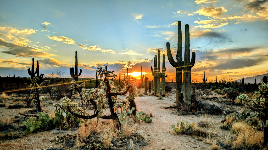 Sonoran Desert Canvas