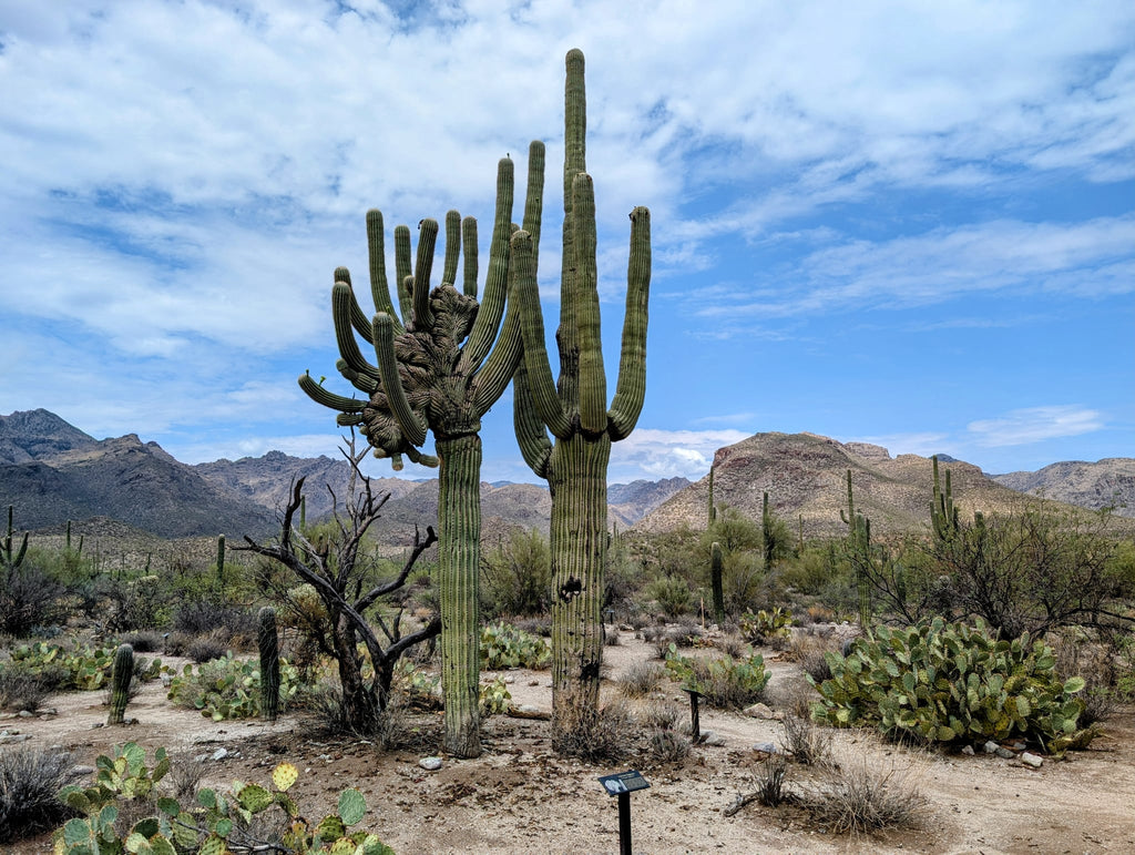 Sabino Canyon Crested
