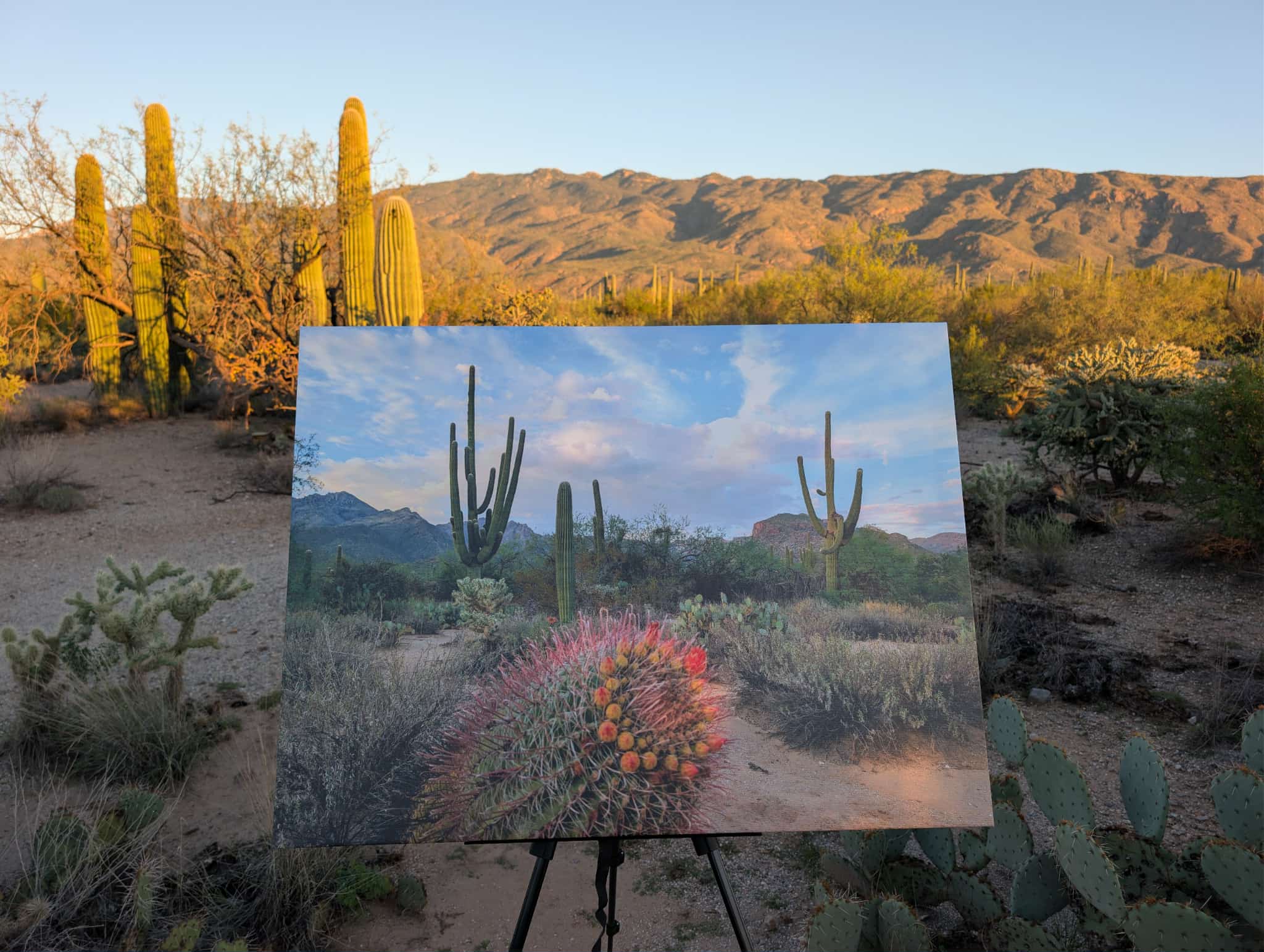 Sabino Canyon Canvas