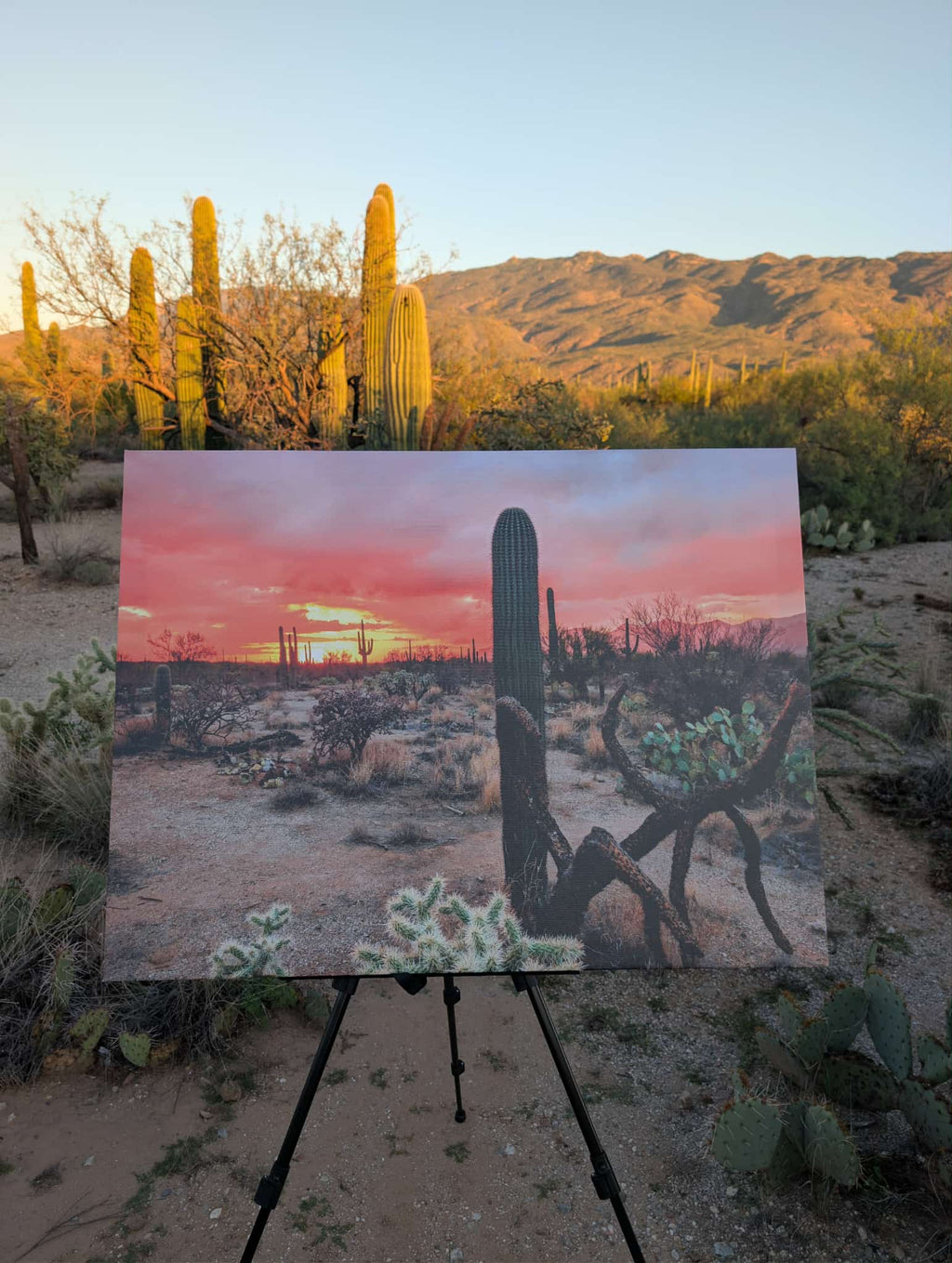 Desert Dreaming Canvas