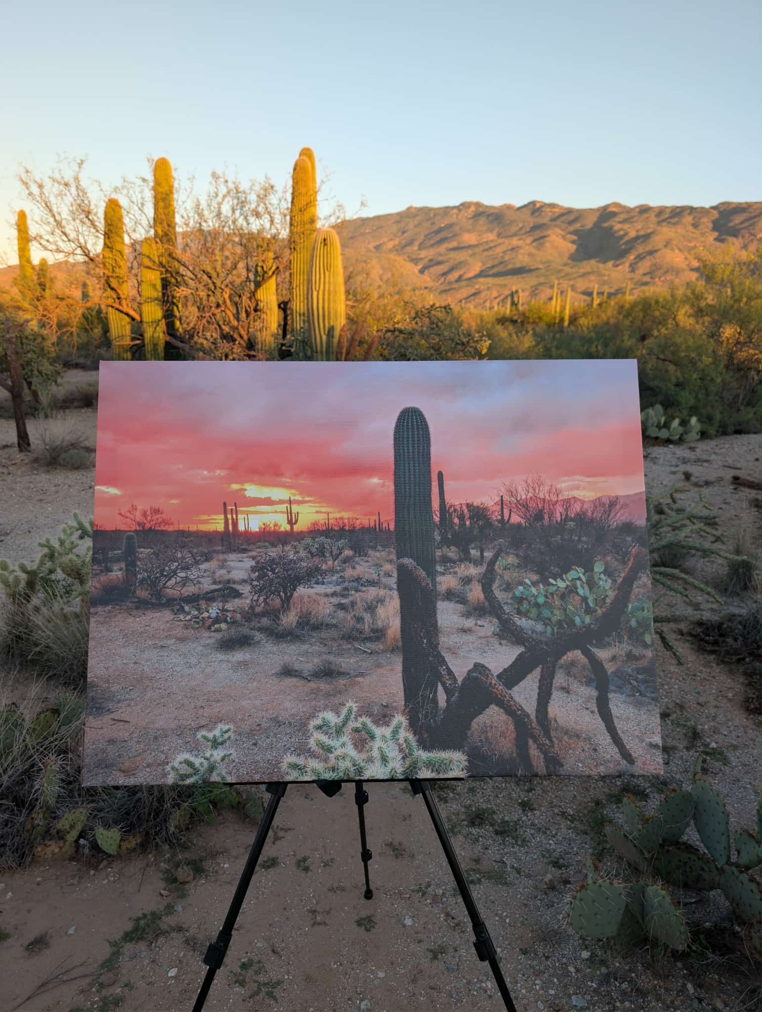 Desert Dreaming Canvas