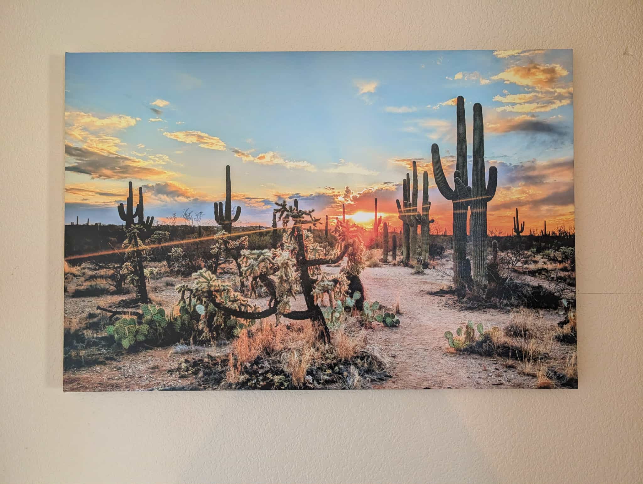 Sonoran Desert Canvas