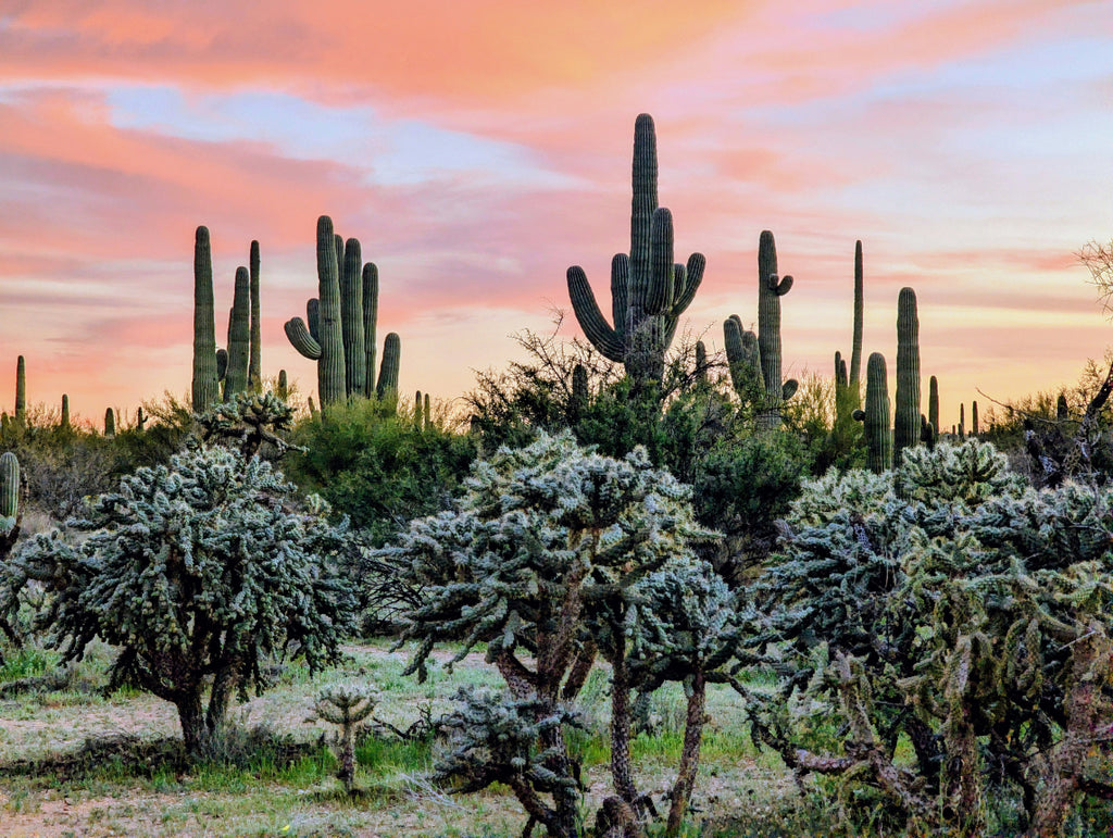 Pastel Sunset Arizona Desert Canvas Print - Saguaro Landscape Art