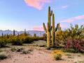 Pastel Sky Saguaro and Wildflowers Canvas Print - Arizona Desert Art