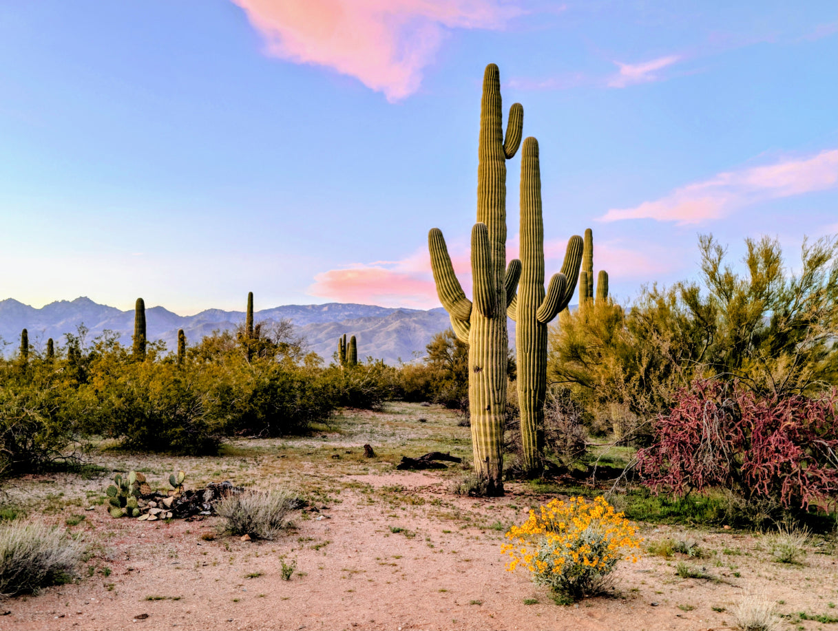 Pastel Sky Saguaro and Wildflowers Canvas Print - Arizona Desert Art