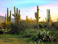 Golden Hour Saguaro Cactus Landscape Canvas Print - Arizona Nature Wall Art