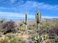 Sabino Canyon Sonoran Desert Landscape Canvas - Arizona Wall Art