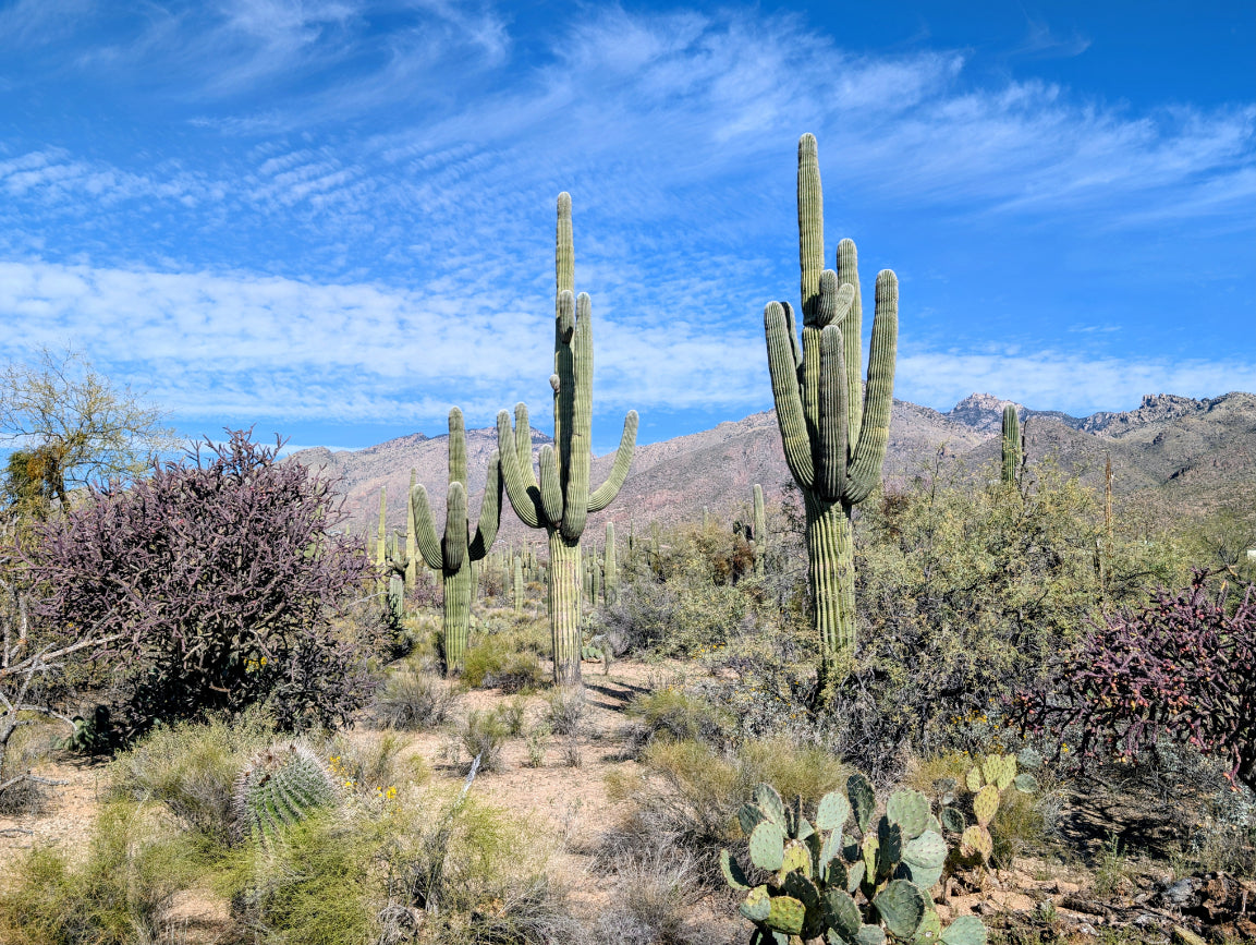 Sabino Canyon Sonoran Desert Landscape Canvas - Arizona Wall Art