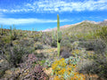 Sabino Canyon Saguaro Landscape Canvas - Tucson Wall Art