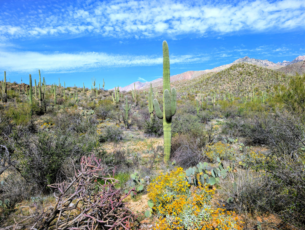 Sabino Canyon Saguaro Landscape Canvas - Tucson Wall Art