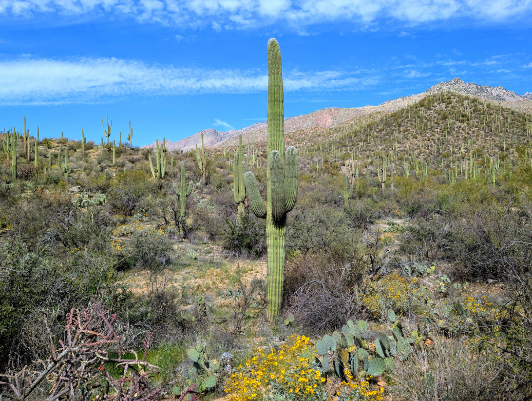 Sabino Canyon Spring Wildflowers and Saguaro Canvas Print