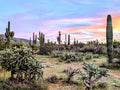 Painted Sky Sonoran Desert Landscape Canvas Print - Desert Wall Art