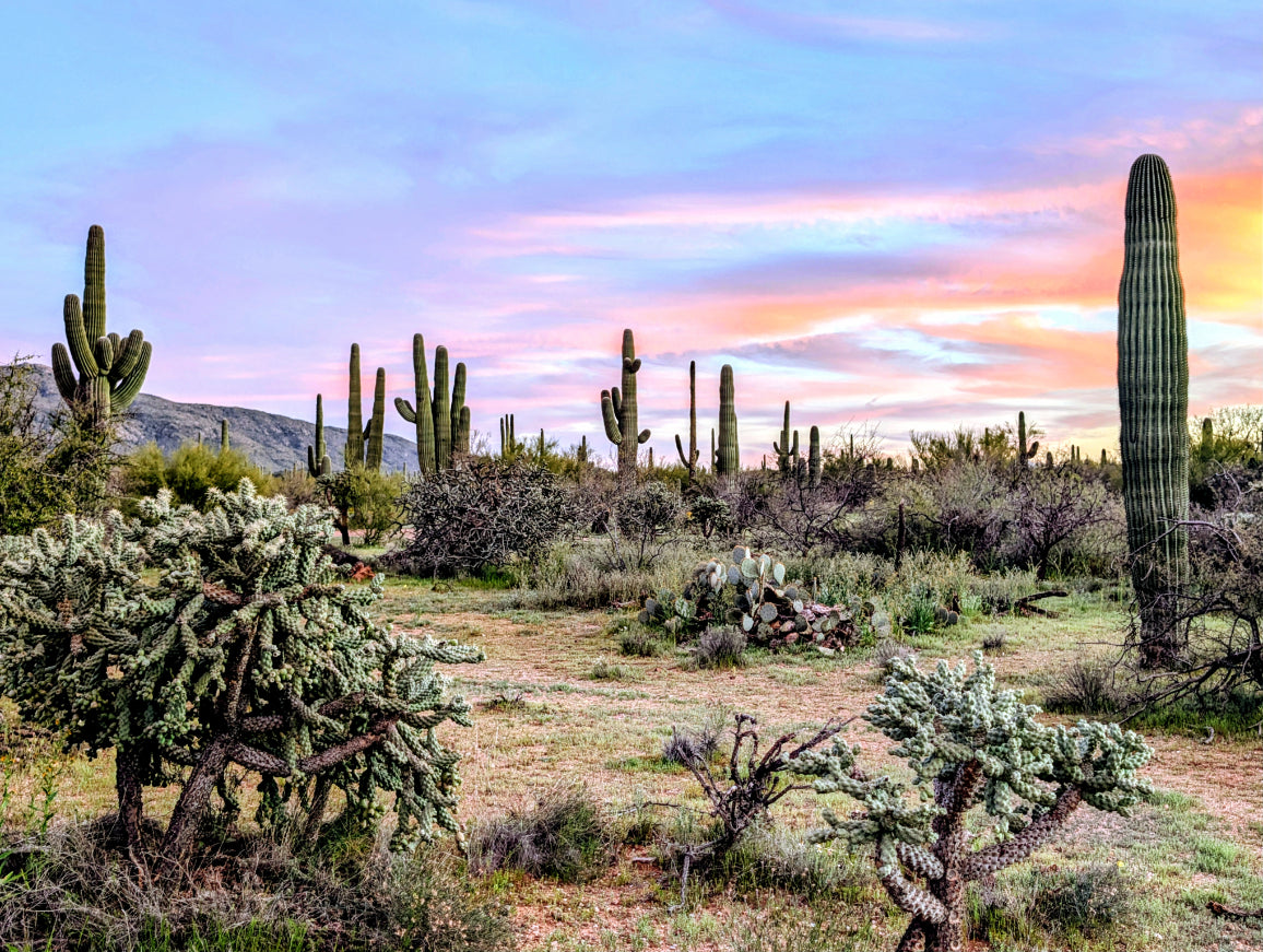 Painted Sky Sonoran Desert Landscape Canvas Print - Desert Wall Art
