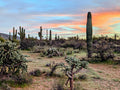 Colorful Arizona Sunset Saguaro Canvas Print - Desert Wall Art