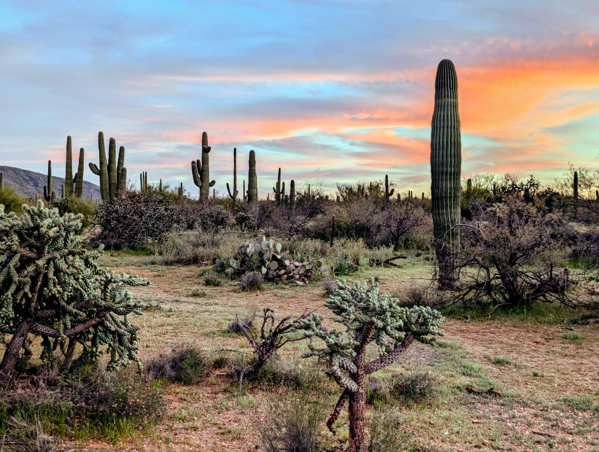Colorful Arizona Sunset Saguaro Canvas Print - Desert Wall Art