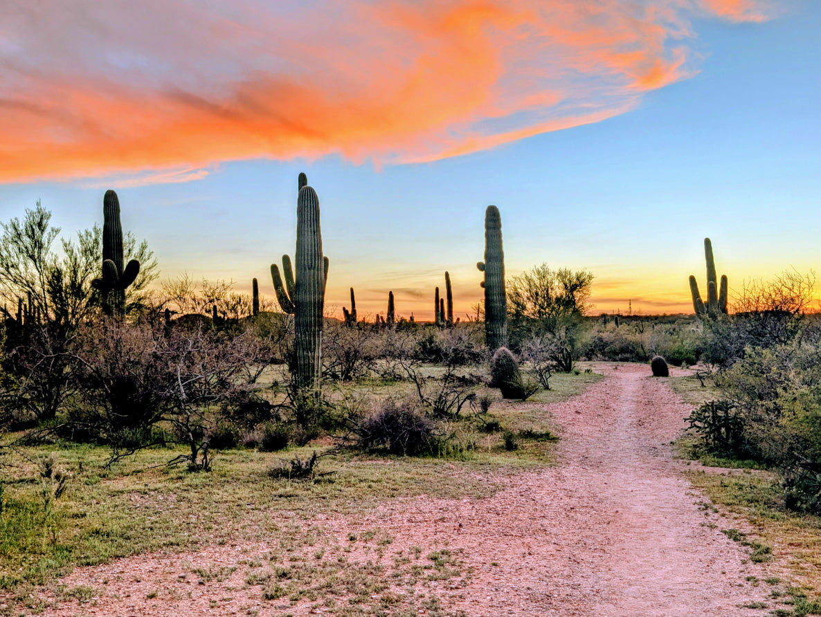 Desert Trail Sunset Canvas Print - Arizona Landscape Art