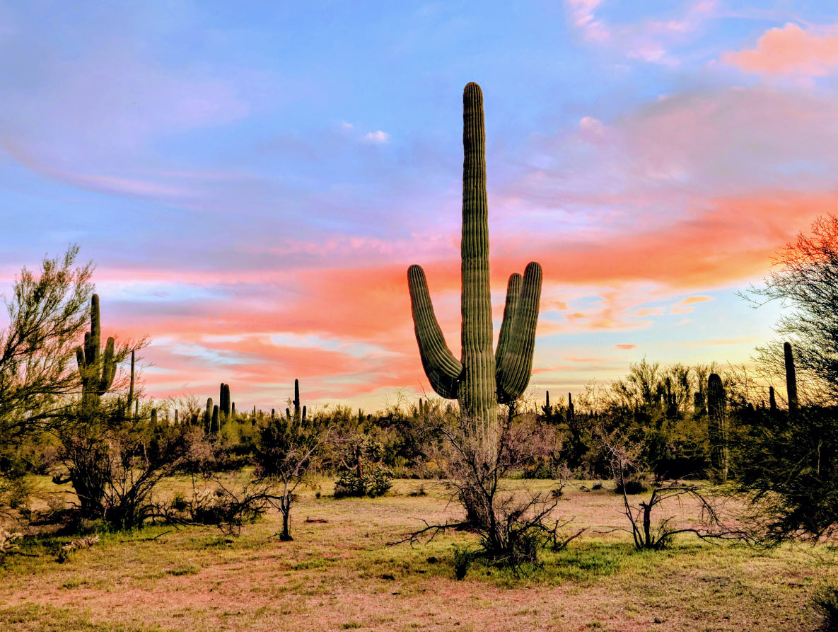 Classic Saguaro Sunset Canvas Print - Arizona Desert Wall Art