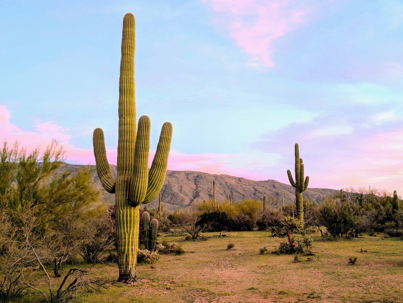 Tall Saguaro Pastel Sunset Canvas Print - Arizona Desert Decor
