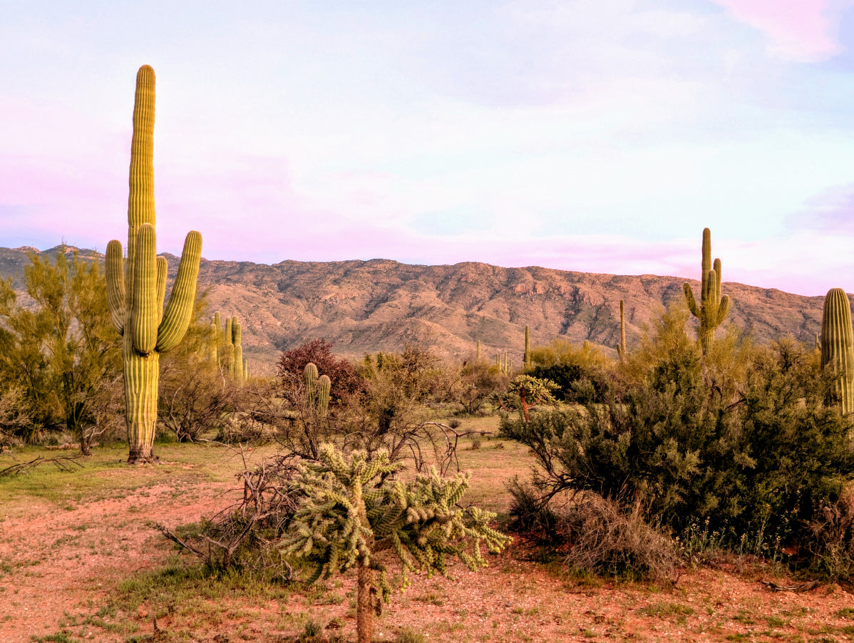 Pastel Pink Sky Arizona Mountain Canvas Print - Desert Wall Art