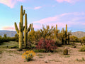 Pink Sunset Arizona Desert Scene Canvas - Saguaro Nature Print