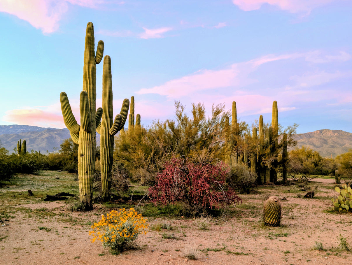 Pink Sunset Arizona Desert Scene Canvas - Saguaro Nature Print