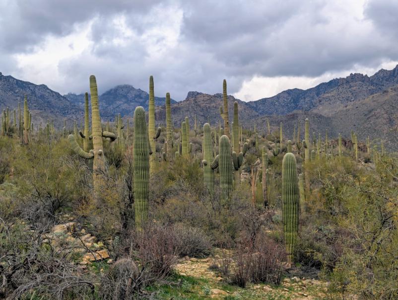 Arizona Beautiful 10