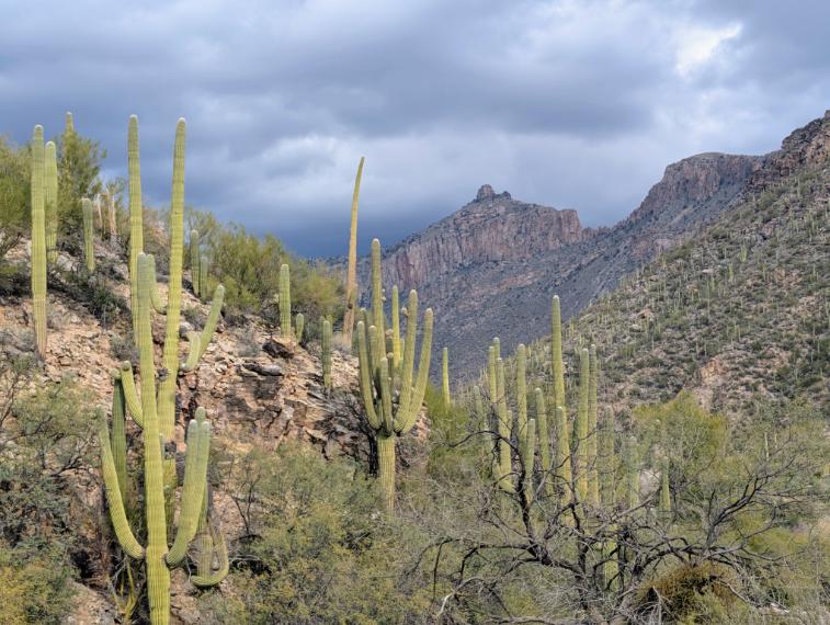 Arizona Beautiful 19