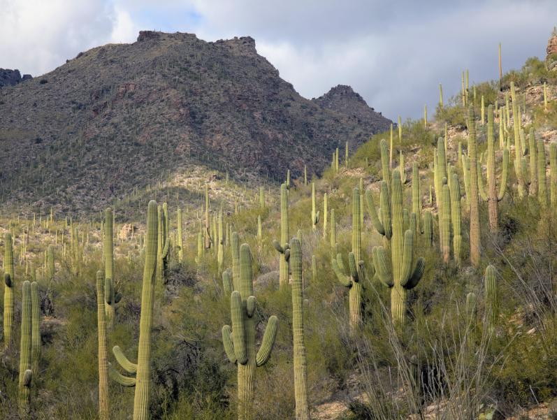 Arizona Beautiful 23