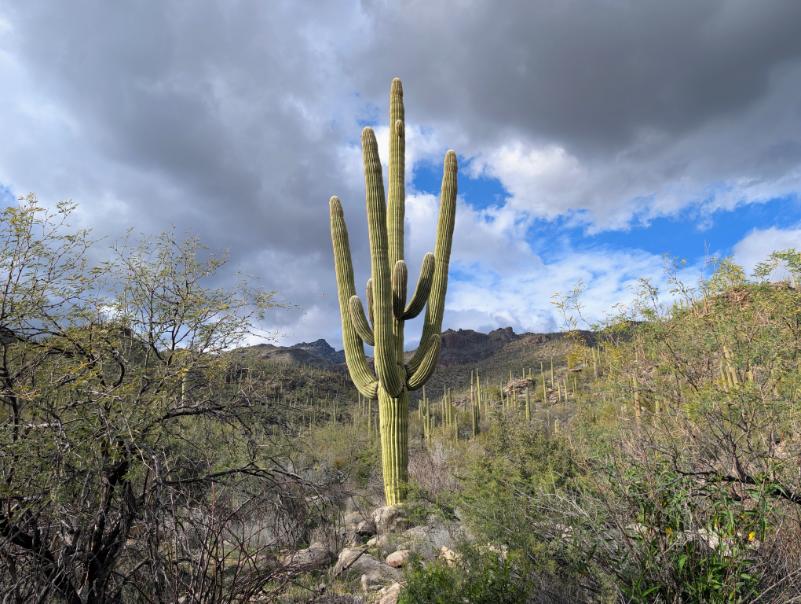 Arizona Beautiful 25