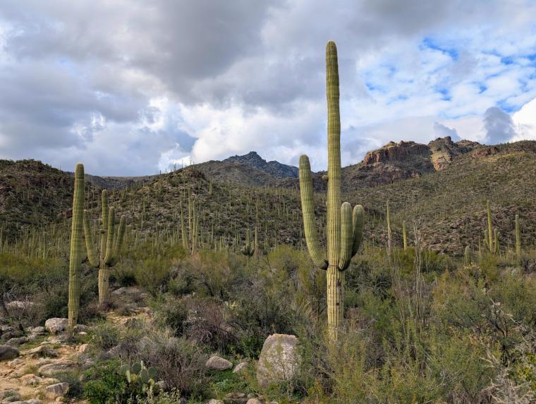 Arizona Beautiful 28