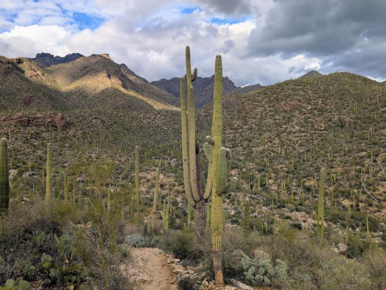 Arizona Beautiful 29