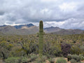 Atmospheric Sonoran Desert Cloud Canvas Print - Arizona Wall Decor