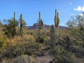 Arizona Beautiful 31