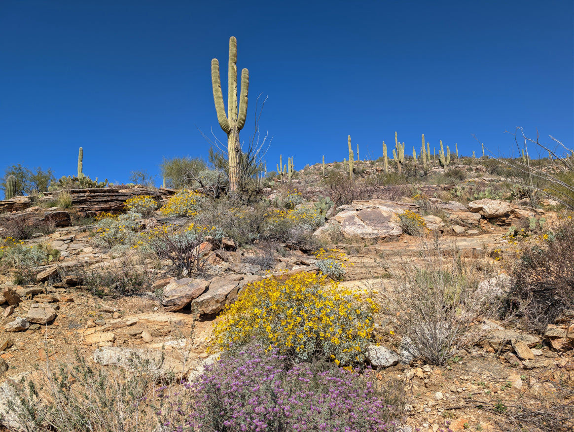 Arizona Beautiful 32