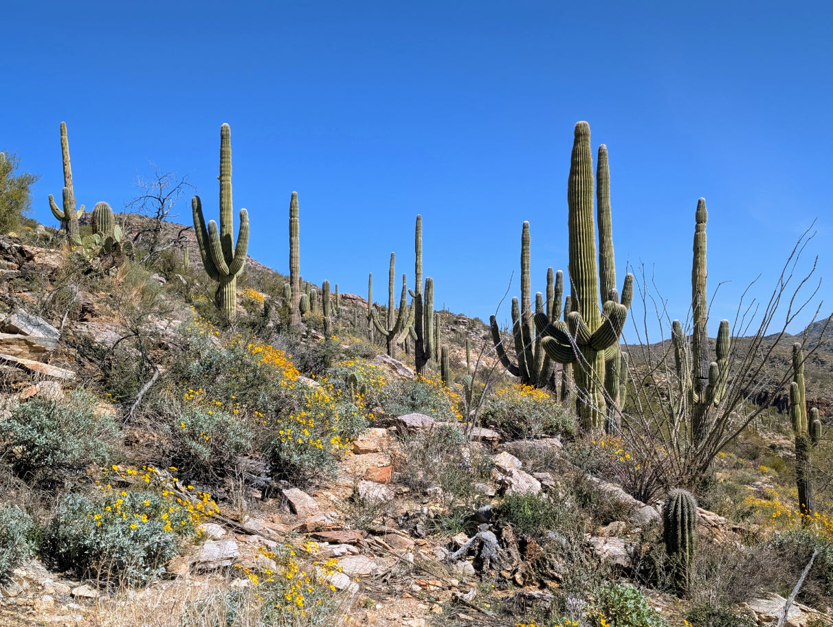 Arizona Beautiful 33