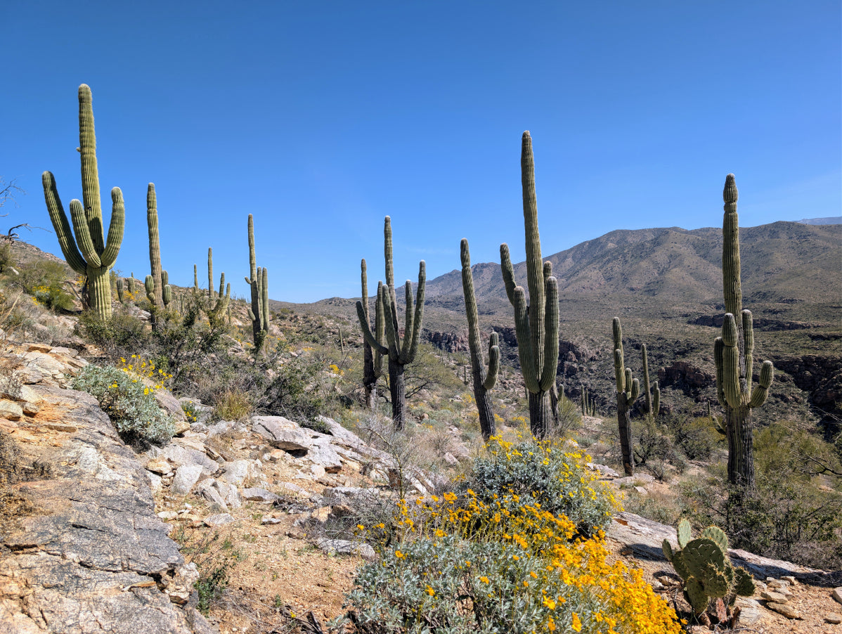 Arizona Beautiful 34