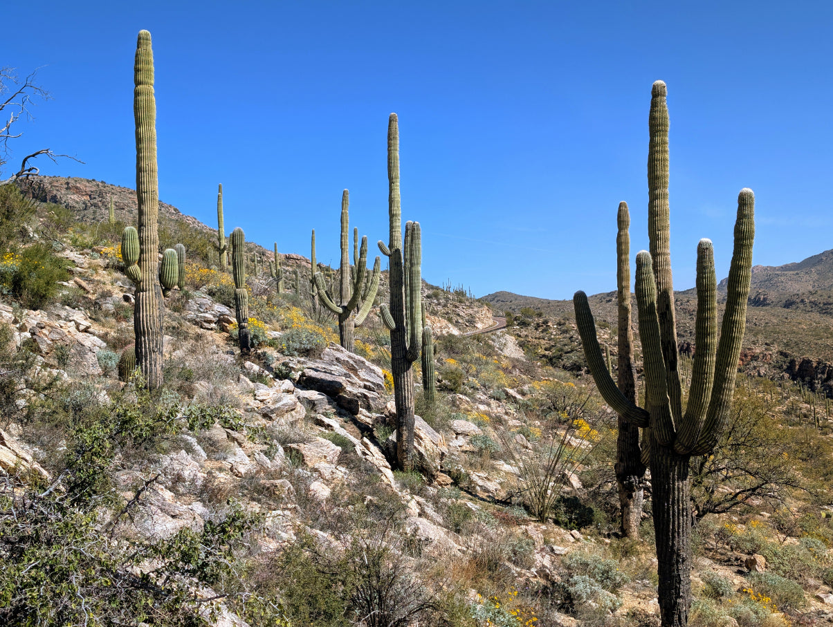 Arizona Beautiful 35