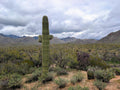 Dramatic Arizona Clouds Canvas Print - Saguaro Nature Art
