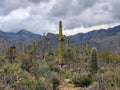Sabino Canyon Cloud Sea Canvas Print - Arizona Nature Photography