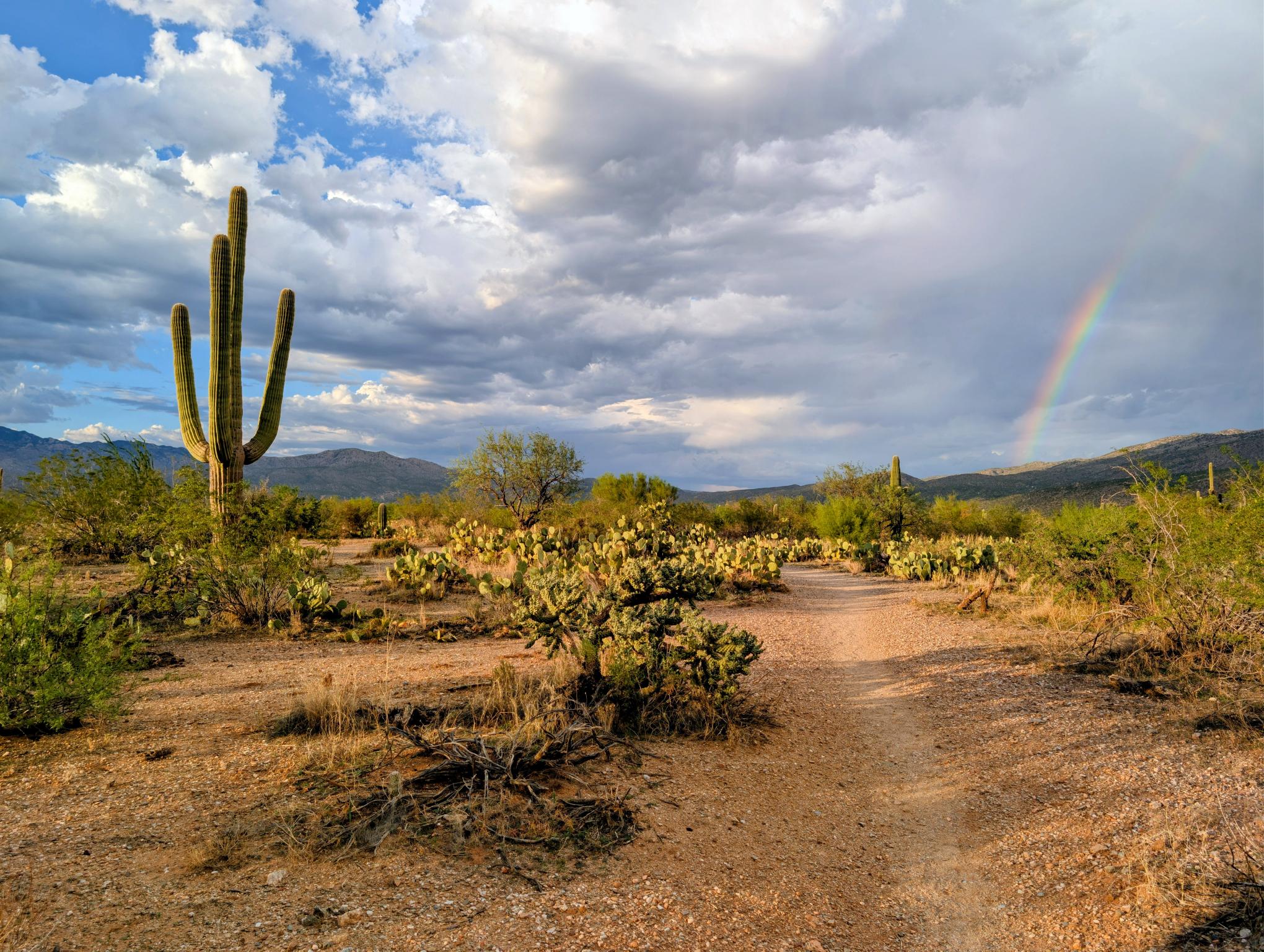Arizona monsoon rainbow