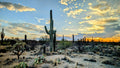Chasing Arizona Sunset Canvas Print