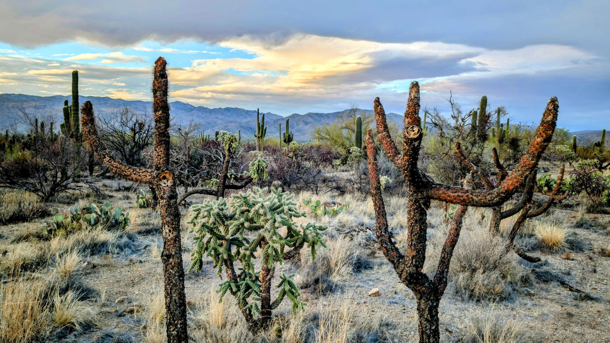 Desert Clouds