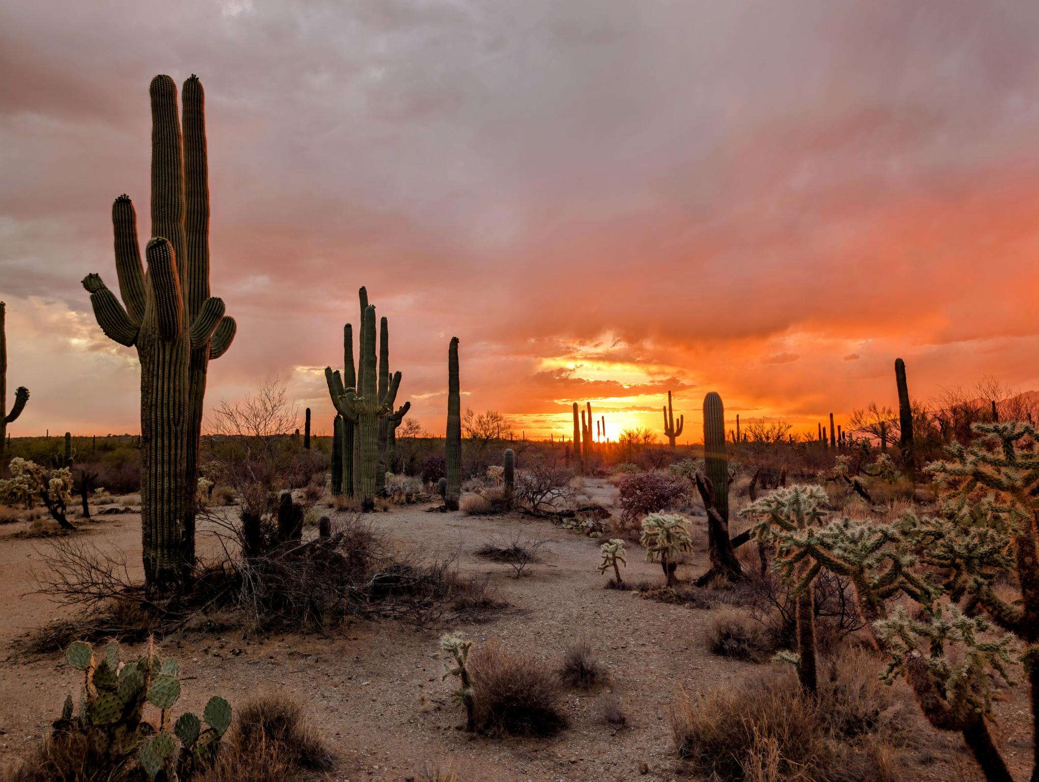 Arizona Dreams 2 Canvas