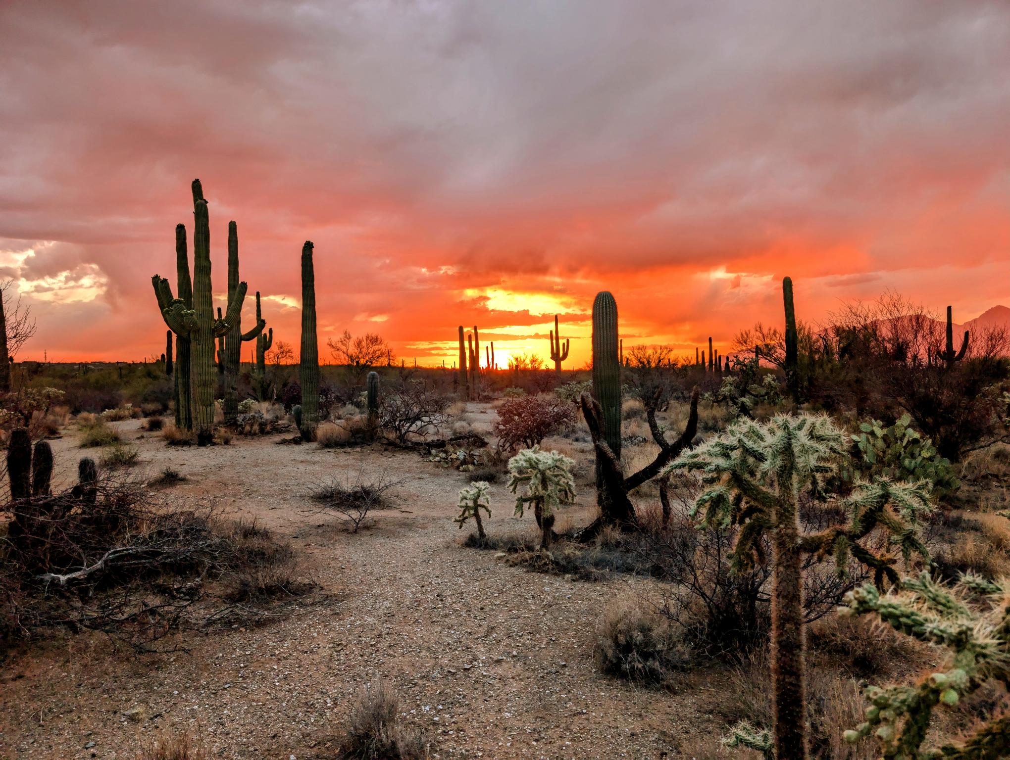 Arizona Sunset Dreaming
