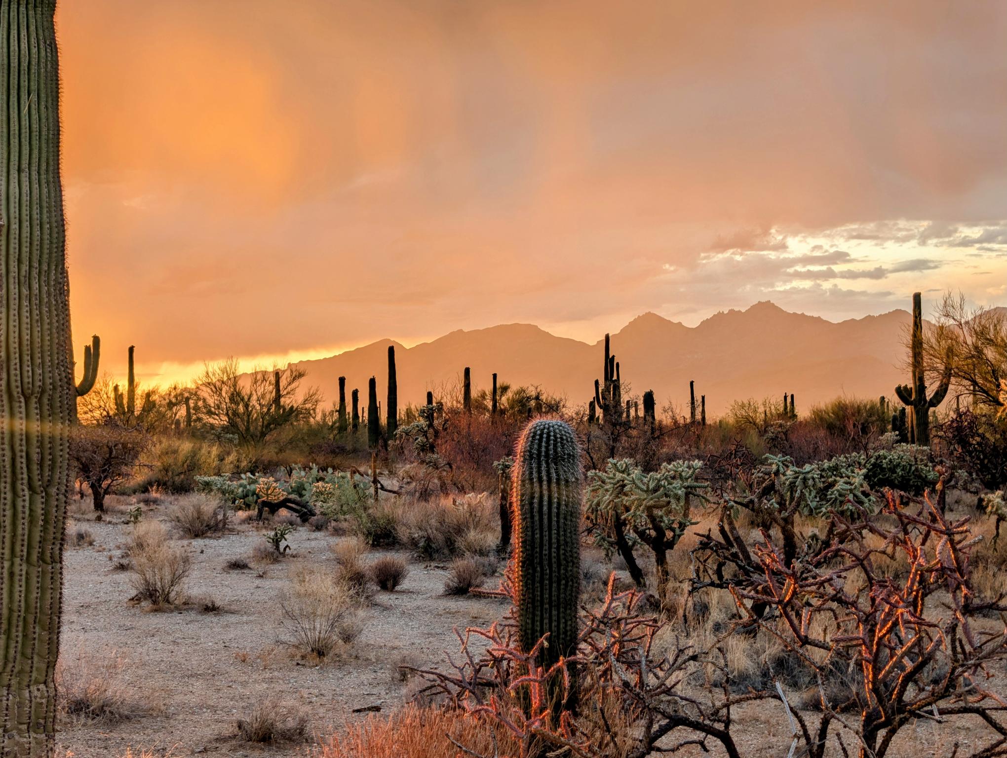 Arizona Mist Dream Canvas