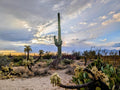 Desert Rain Canvas