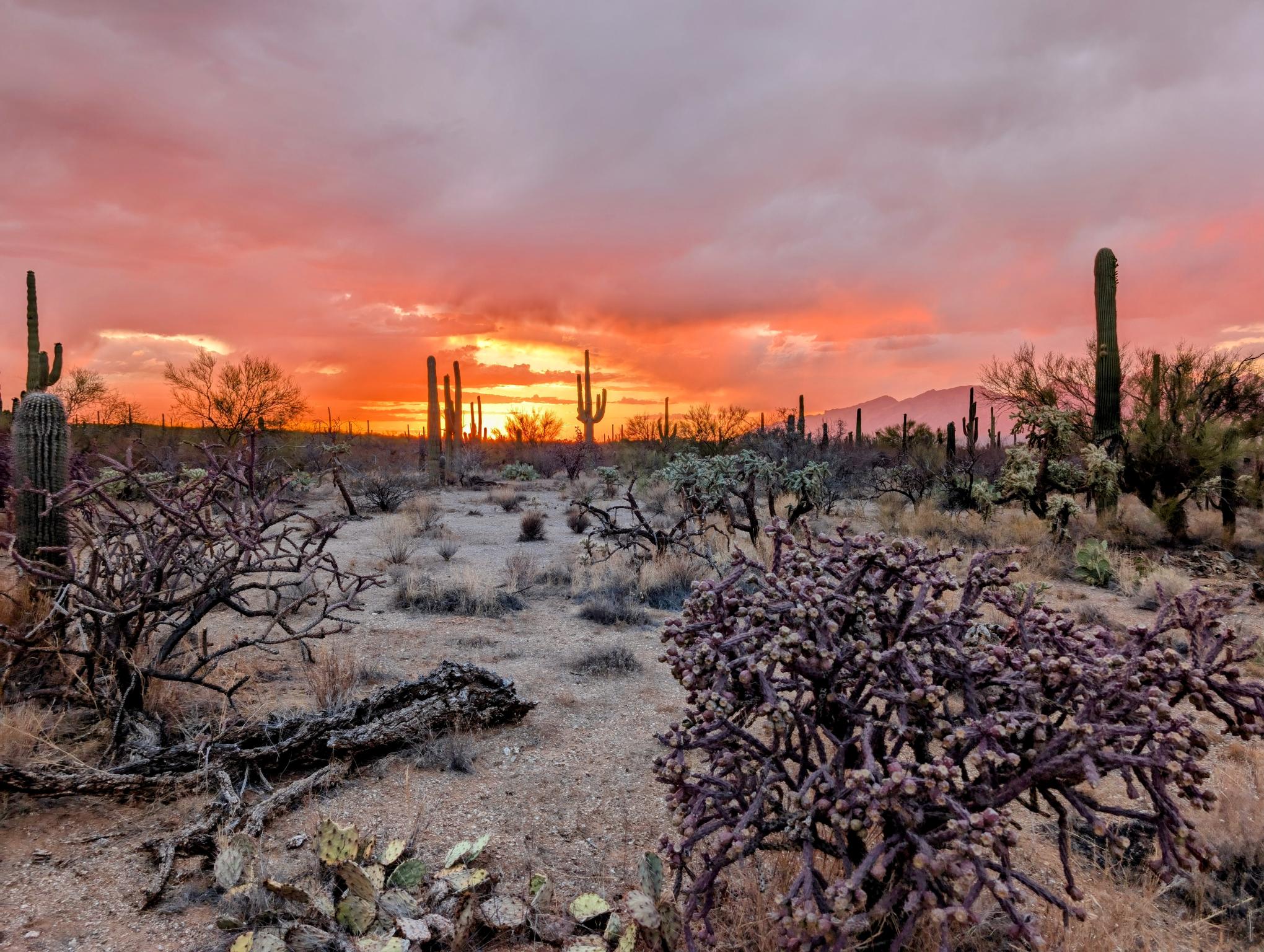 Arizona Sunset Colors Canvas