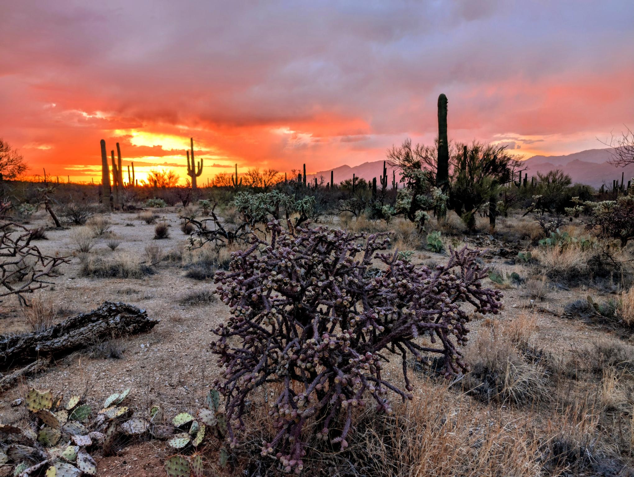 Arizona Magic Canvas