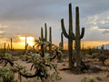 Sunset Glow Over Arizona Mountains - Saguaro Desert Canvas