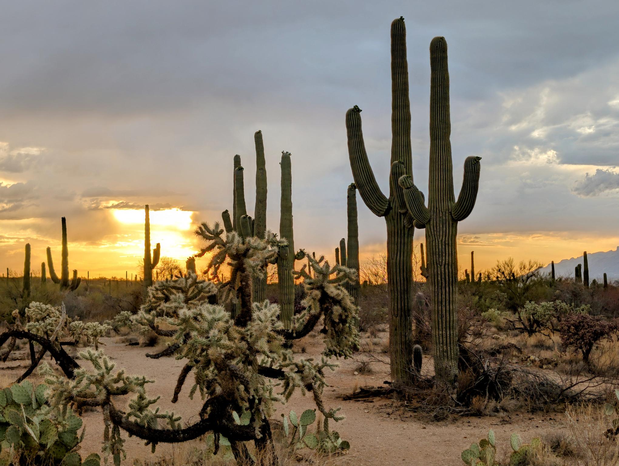 Beautiful Arizona Canvas